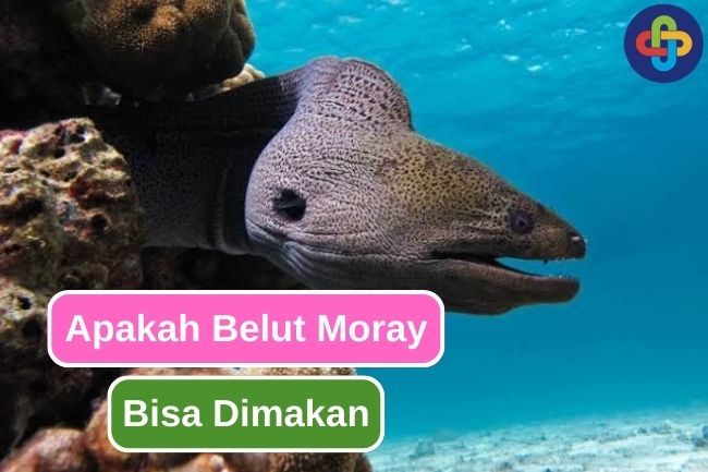 Jangan Sampai Salah! Ini Jawaban Apakah Belut Moray Bisa Dimakan